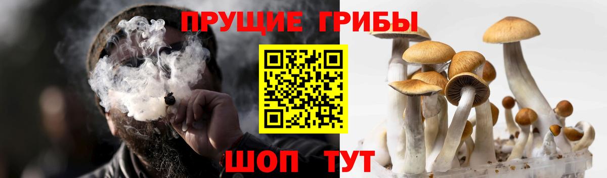 Галлюциногенные грибы Cubensis Белорецк